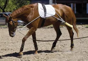 Pessoa Lunge Training System