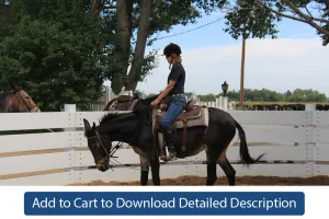 Training Tip - #095 The Reinback Under Saddle