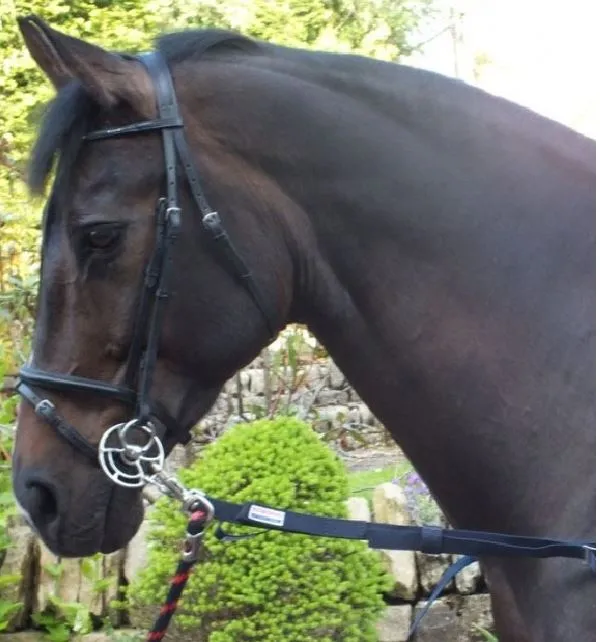 Whitaker Side Reins Elasticated